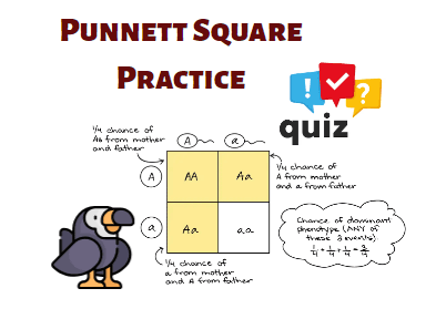 Punnett Square Practice