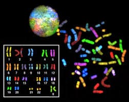 Karyotypes & Mutations Quiz: Genetics Knowledge