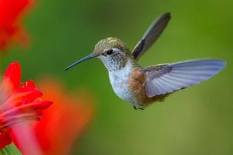 Animal Reading Comprehension: Earth Day Focus