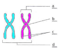 Chromosomes & Karyotypes Quiz