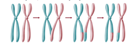 Meiosis & Karyotypes: Understanding Phases