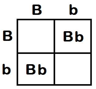 Punnett Square Practice