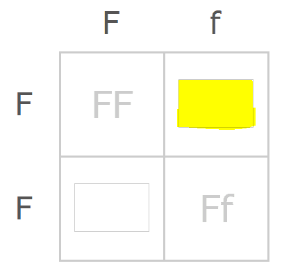 Punnett Square Practice