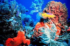 Ocean Zones and Marine Life Quiz