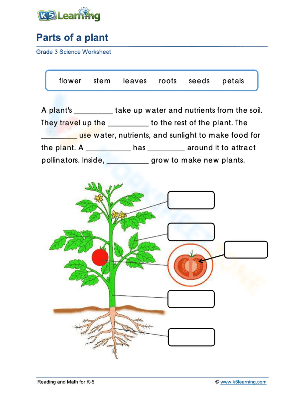 Parts of a Plant - Page 1