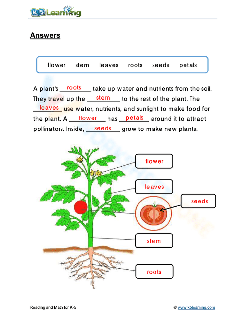 Parts of a Plant - Page 2