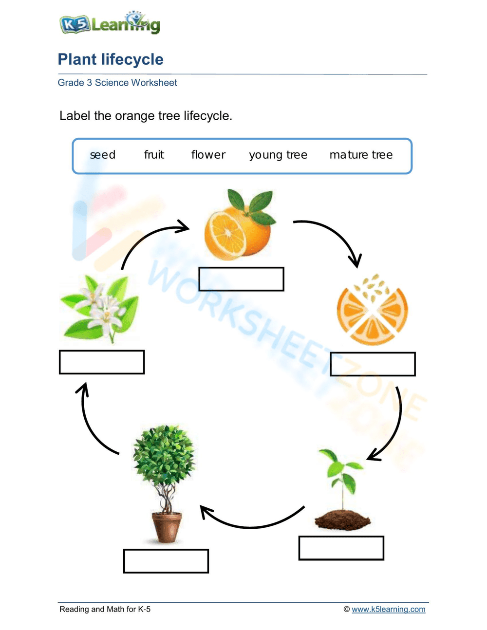 Plant lifecycle: orange tree - Page 1