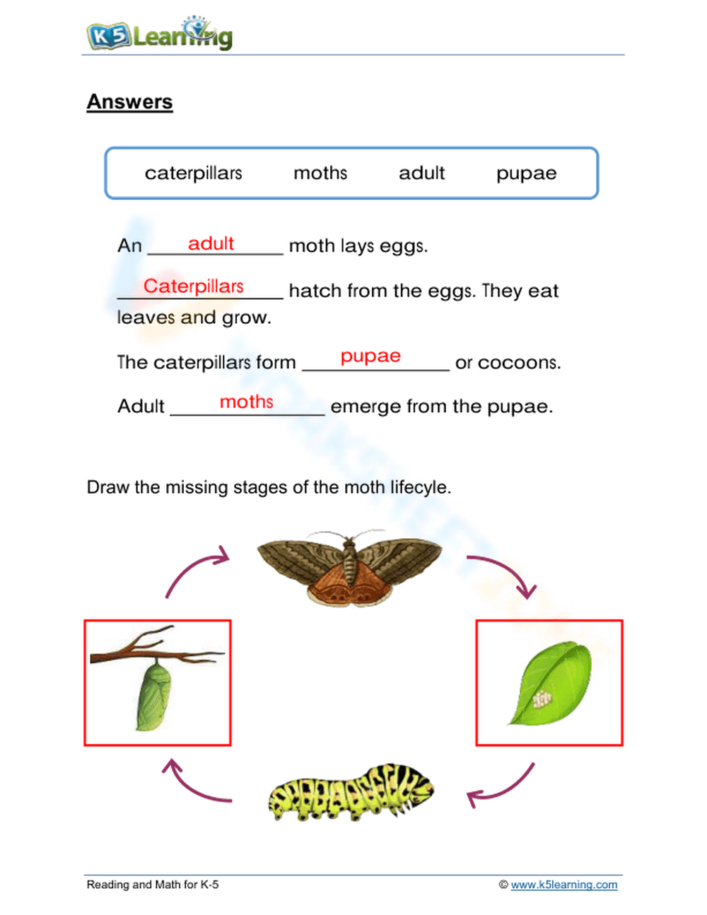 Moth lifecycle - Page 2