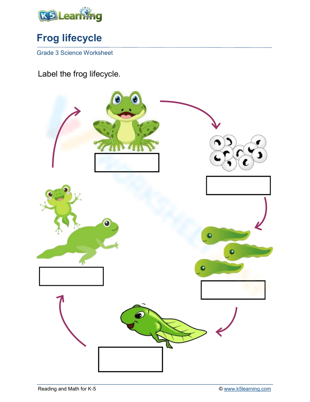 Frog lifecycle - Page 1