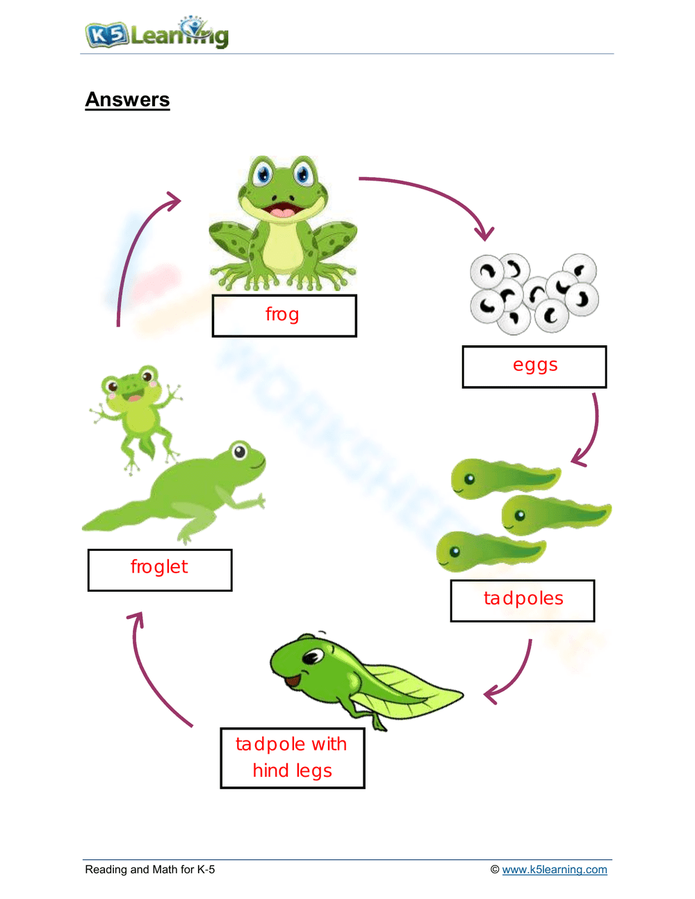 Frog lifecycle - Page 2