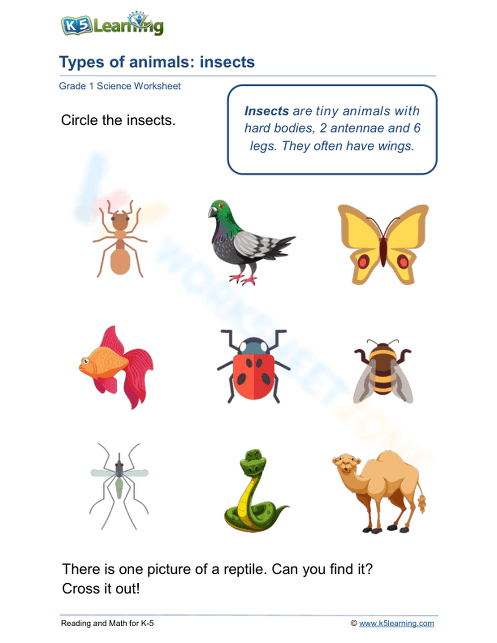Types of animals: insects - Page 1
