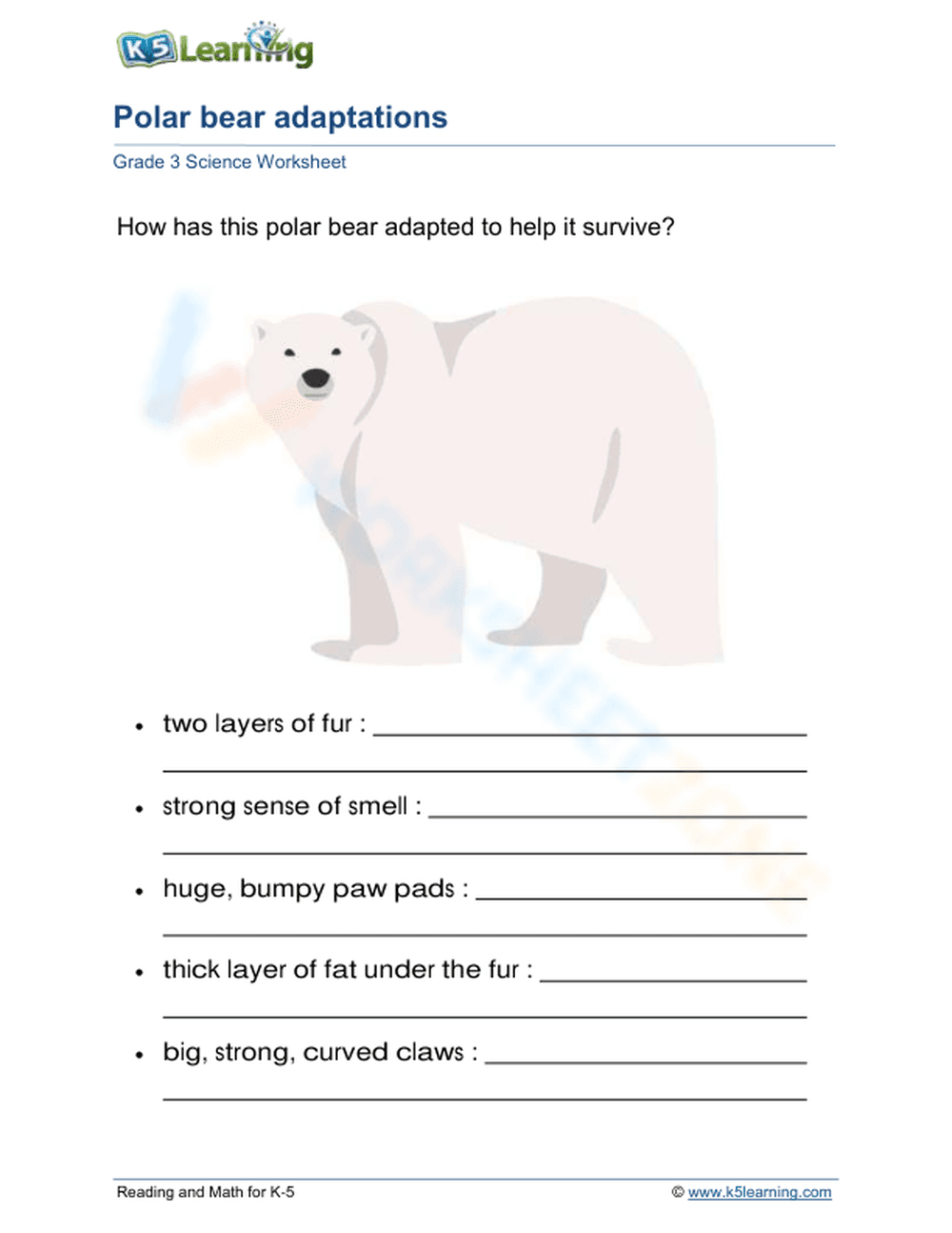 Polar bear adaptations - Page 1