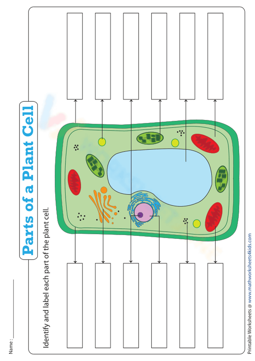 Name the Parts of a Plant Cell - Page 1