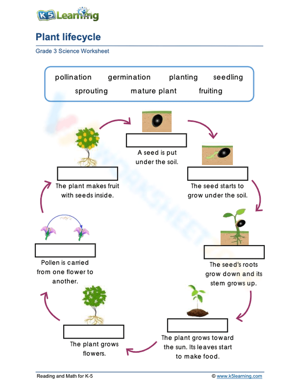 Plant lifecycle - Page 1