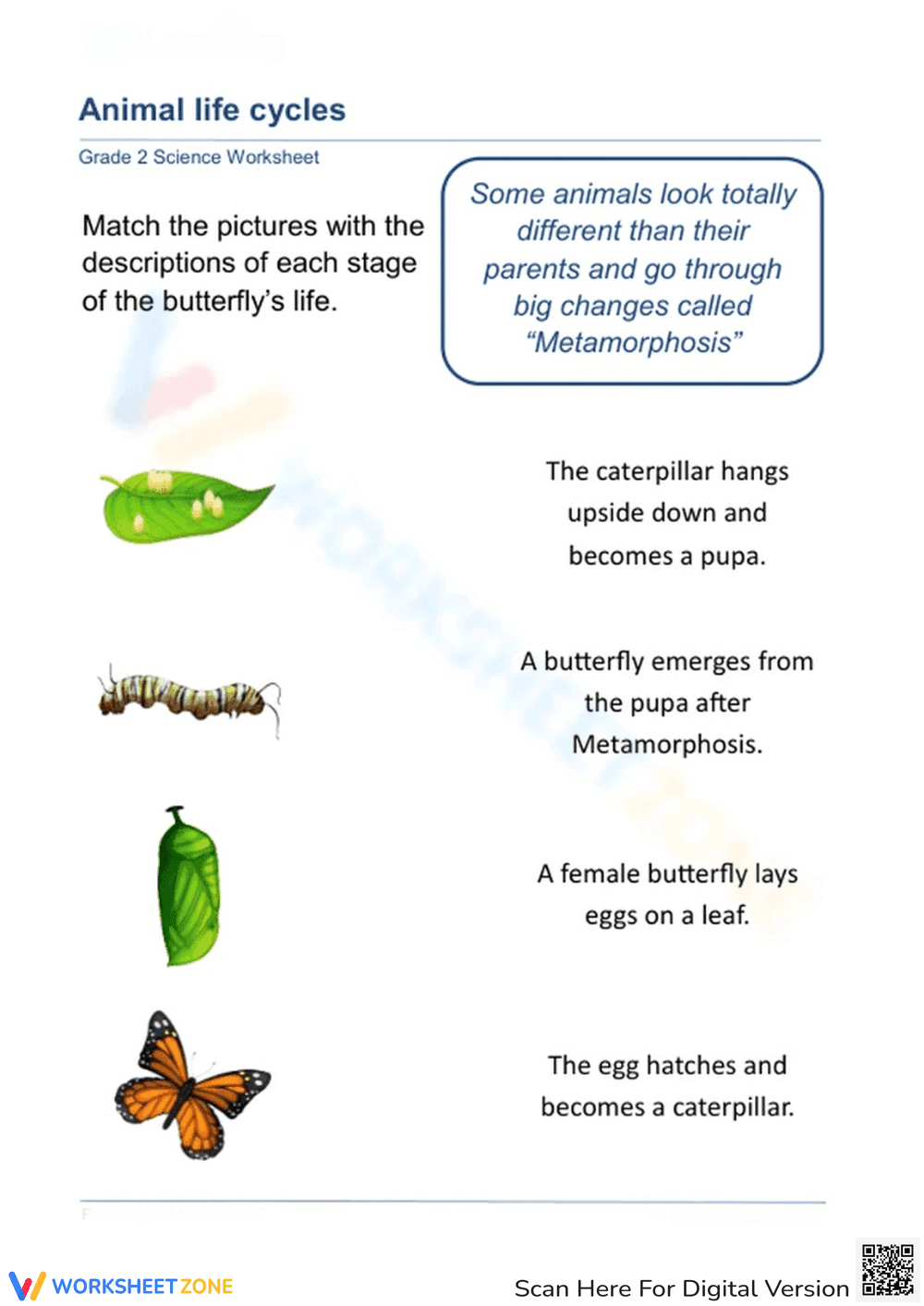 Animal Life Cycles: Butterfly Stages - Page 1