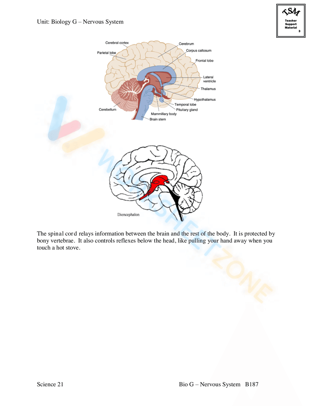 AN INTRODUCTION TO THE NERVOUS SYSTEM - Page 5