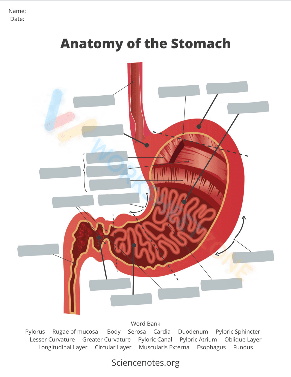Anatomy of the stomach - Page 1