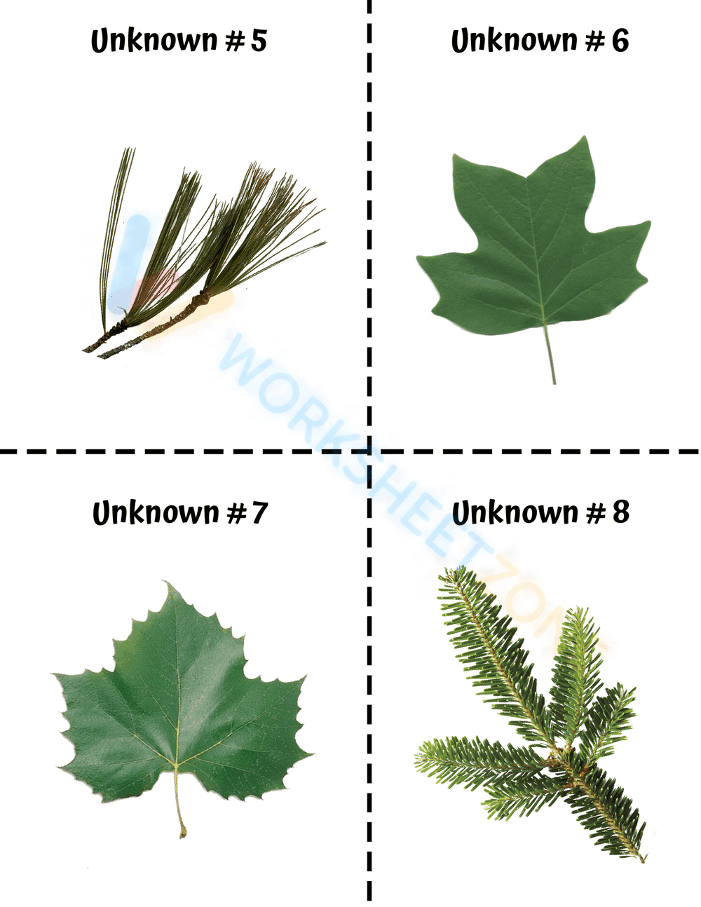 Dichotomous Key for Native Trees - Page 6