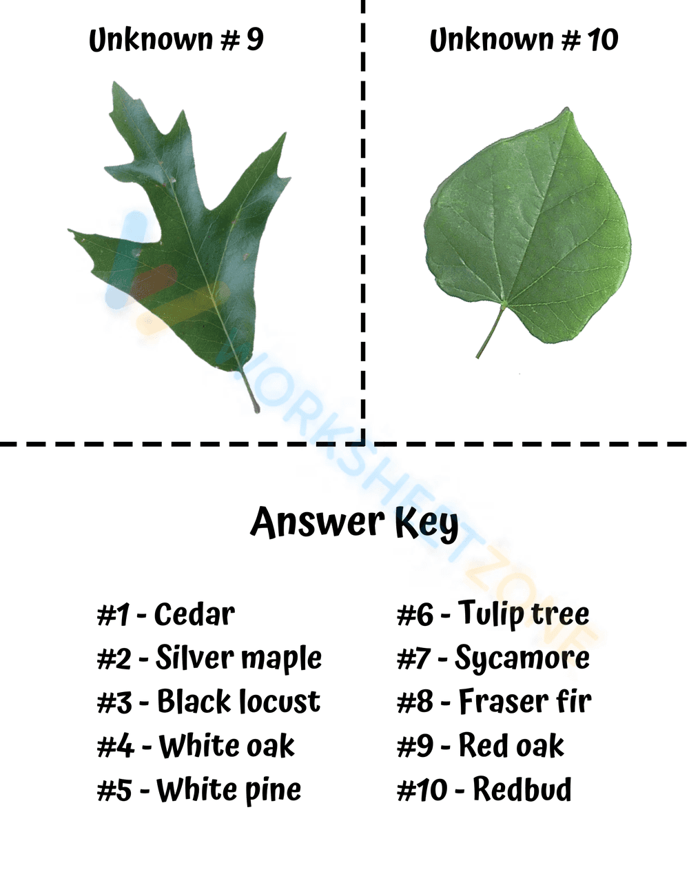 Dichotomous Key for Native Trees - Page 7