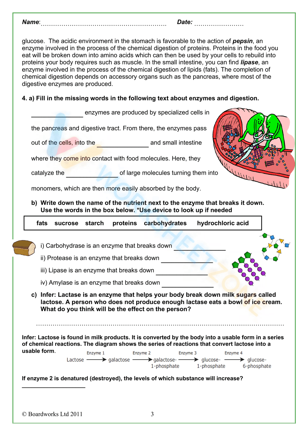 Digestive enzymes - Page 3