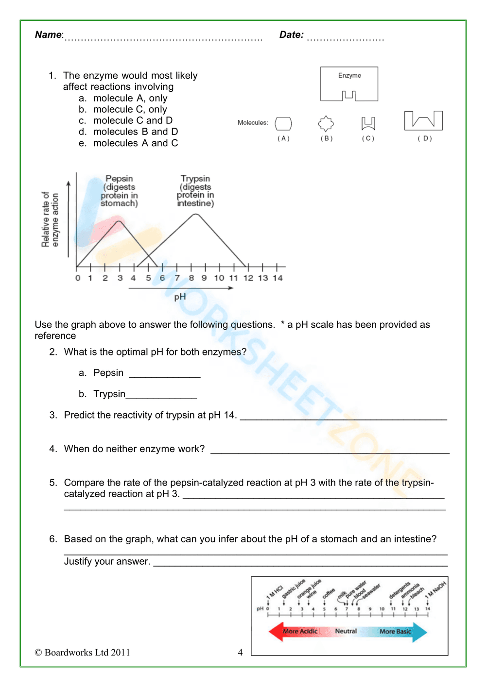 Digestive enzymes - Page 4