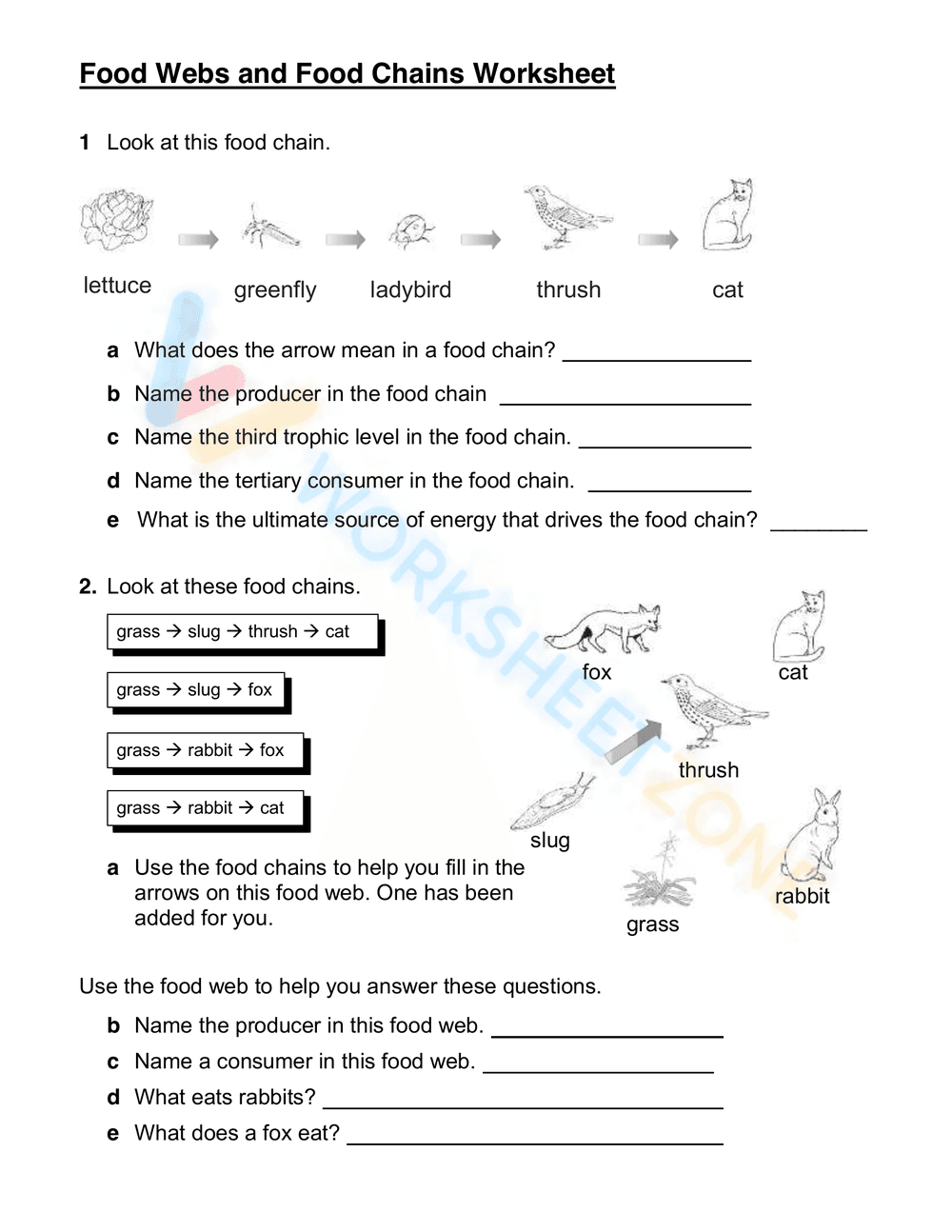 Explore Food Chains, Webs, and Energy Pyramids Worksheet - Page 3