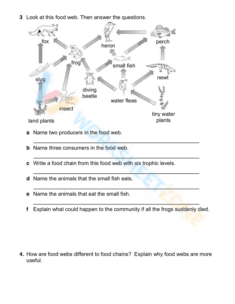 Explore Food Chains, Webs, and Energy Pyramids Worksheet - Page 4