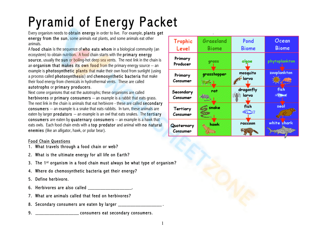 Explore Food Chains, Webs, and Energy Pyramids Worksheet - Page 5