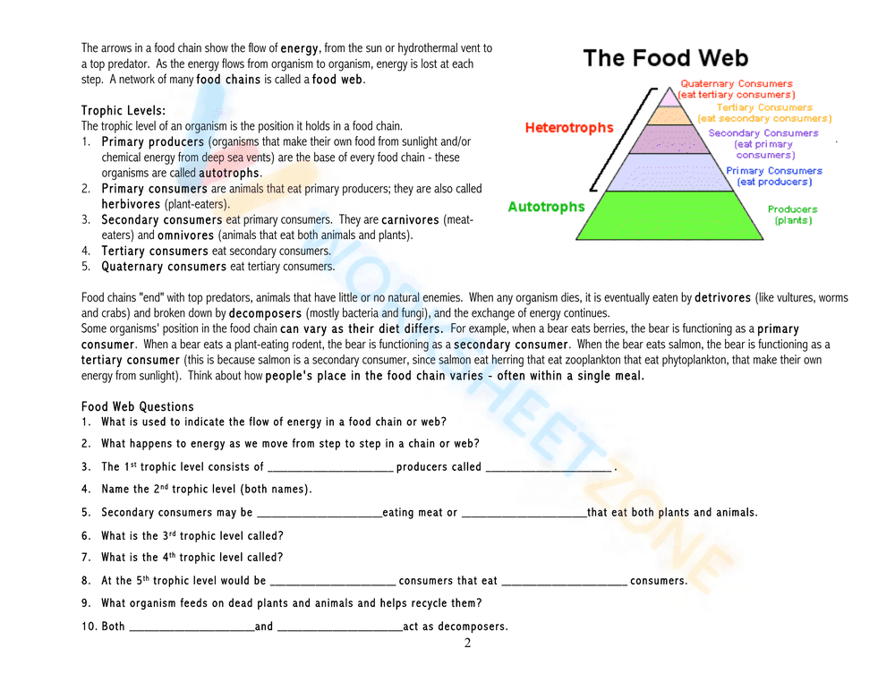 Explore Food Chains, Webs, and Energy Pyramids Worksheet - Page 6