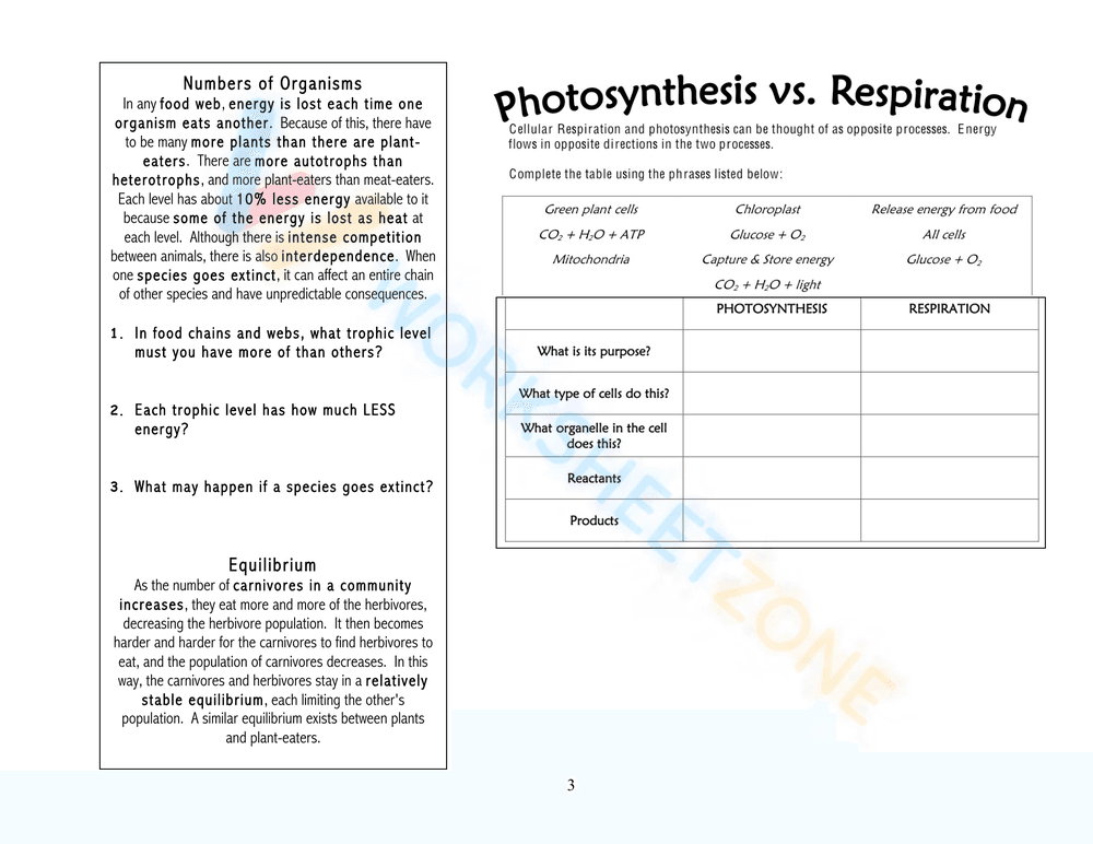 Explore Food Chains, Webs, and Energy Pyramids Worksheet - Page 7