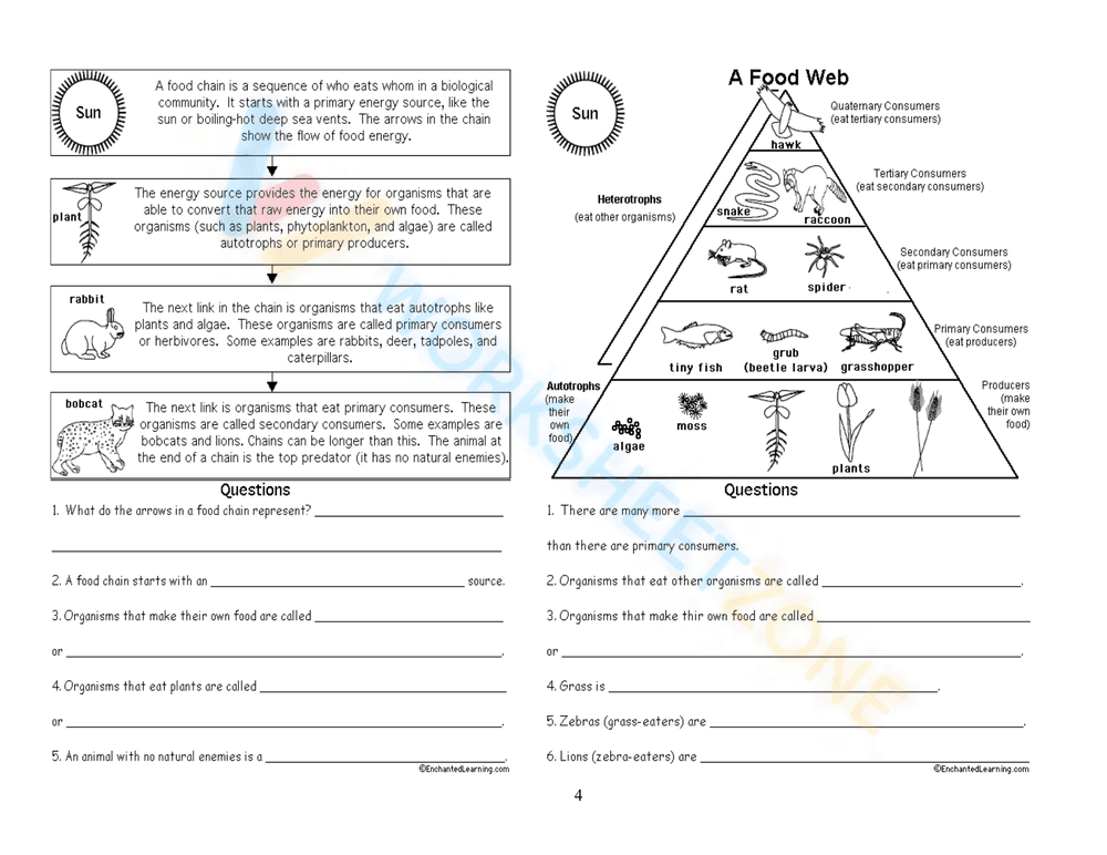Explore Food Chains, Webs, and Energy Pyramids Worksheet - Page 8