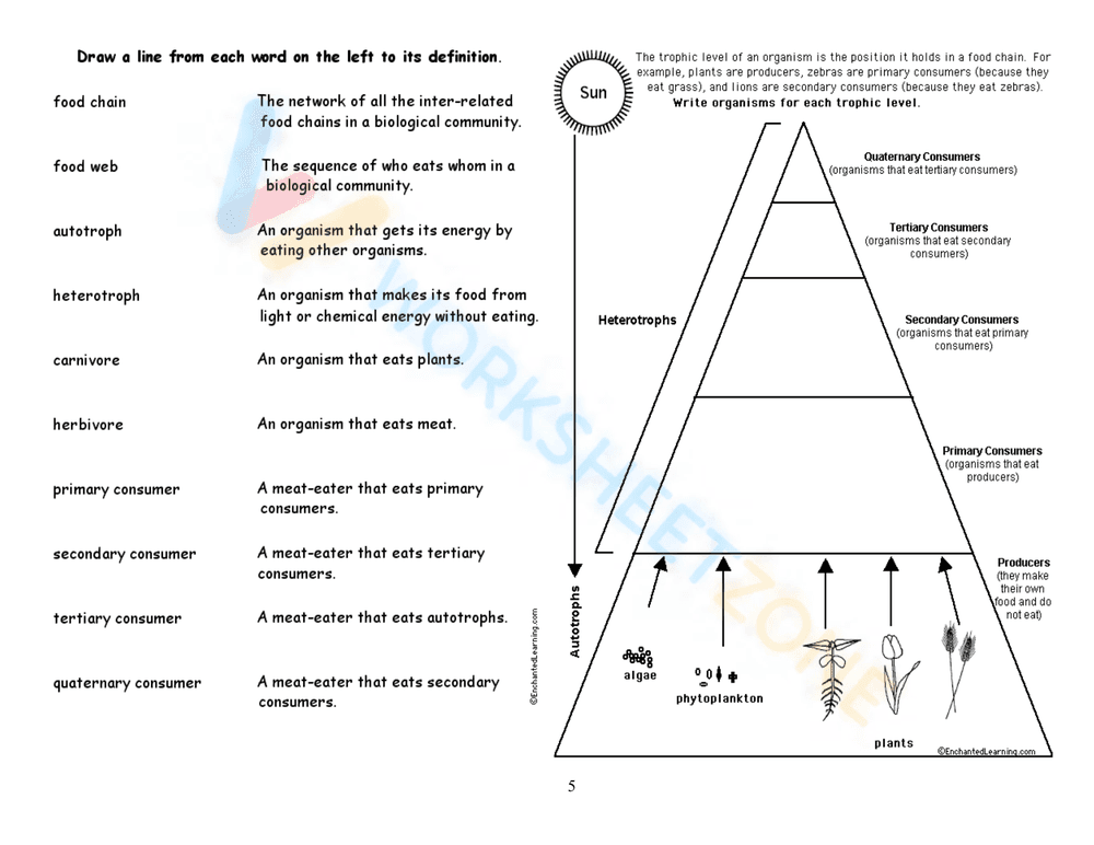 Explore Food Chains, Webs, and Energy Pyramids Worksheet - Page 9