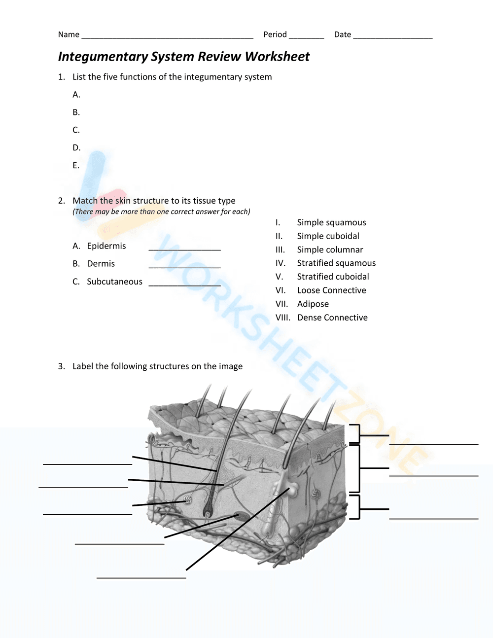 Integumentary System - Page 1
