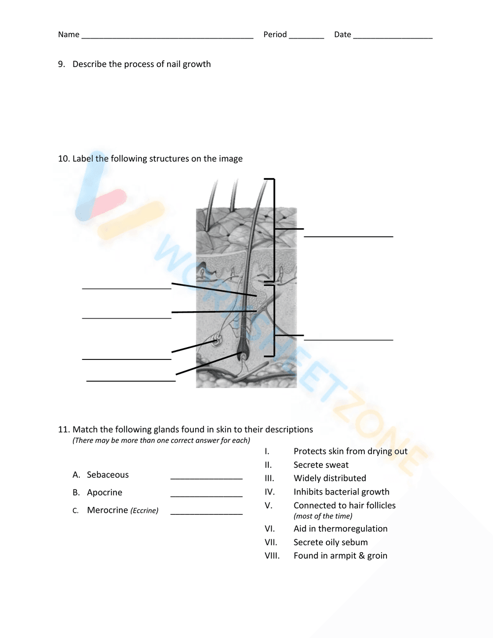 Integumentary System - Page 3