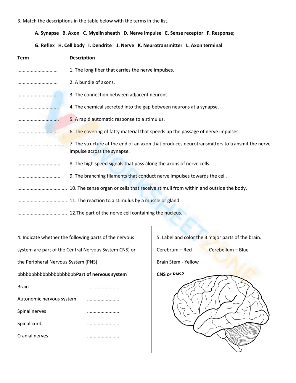 NERVOUS SYSTEM WORKSHEET - Page 2