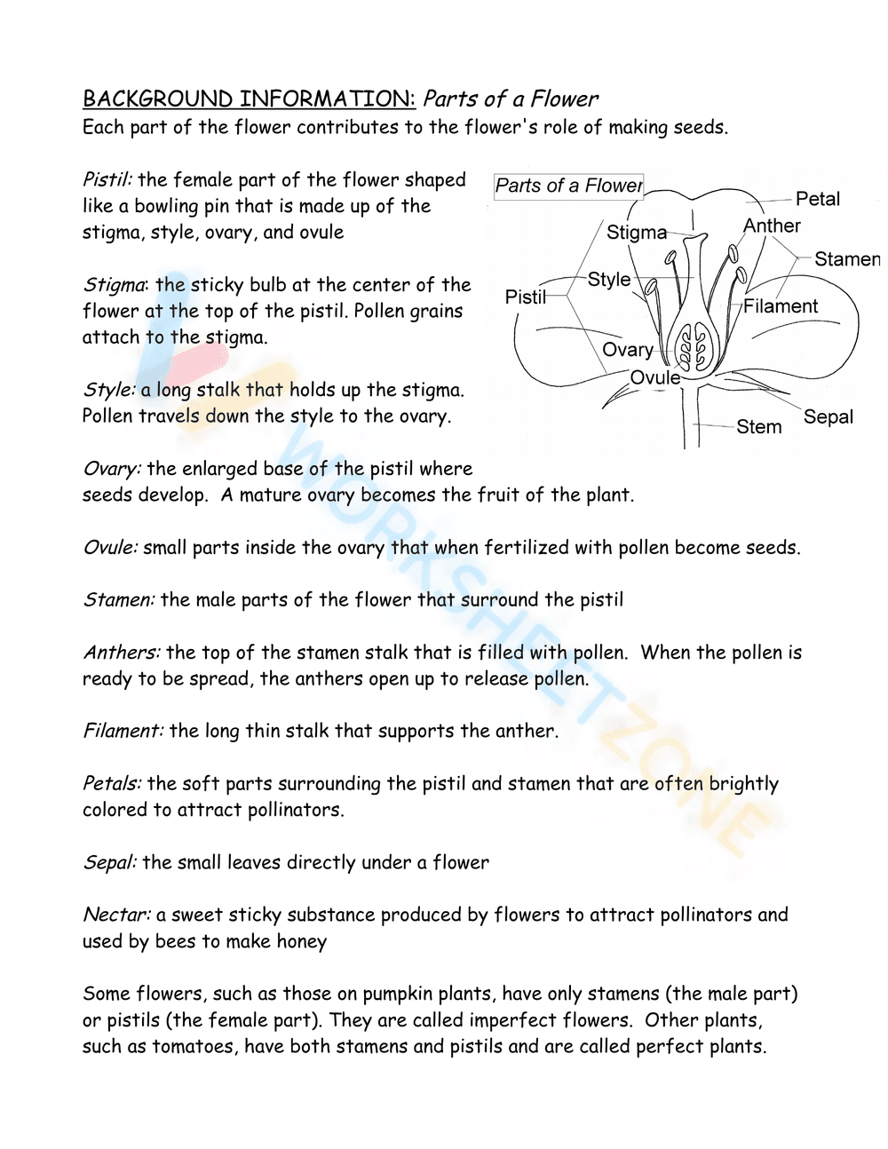 Parts of a flower - New Jersey - Page 2