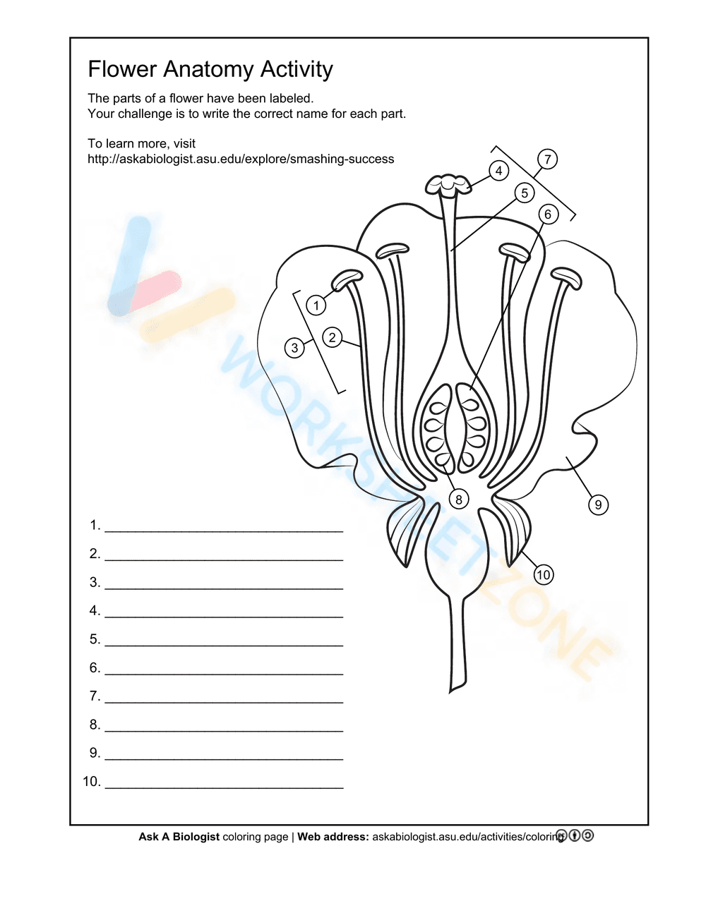 Parts of a flower - New Jersey - Page 5