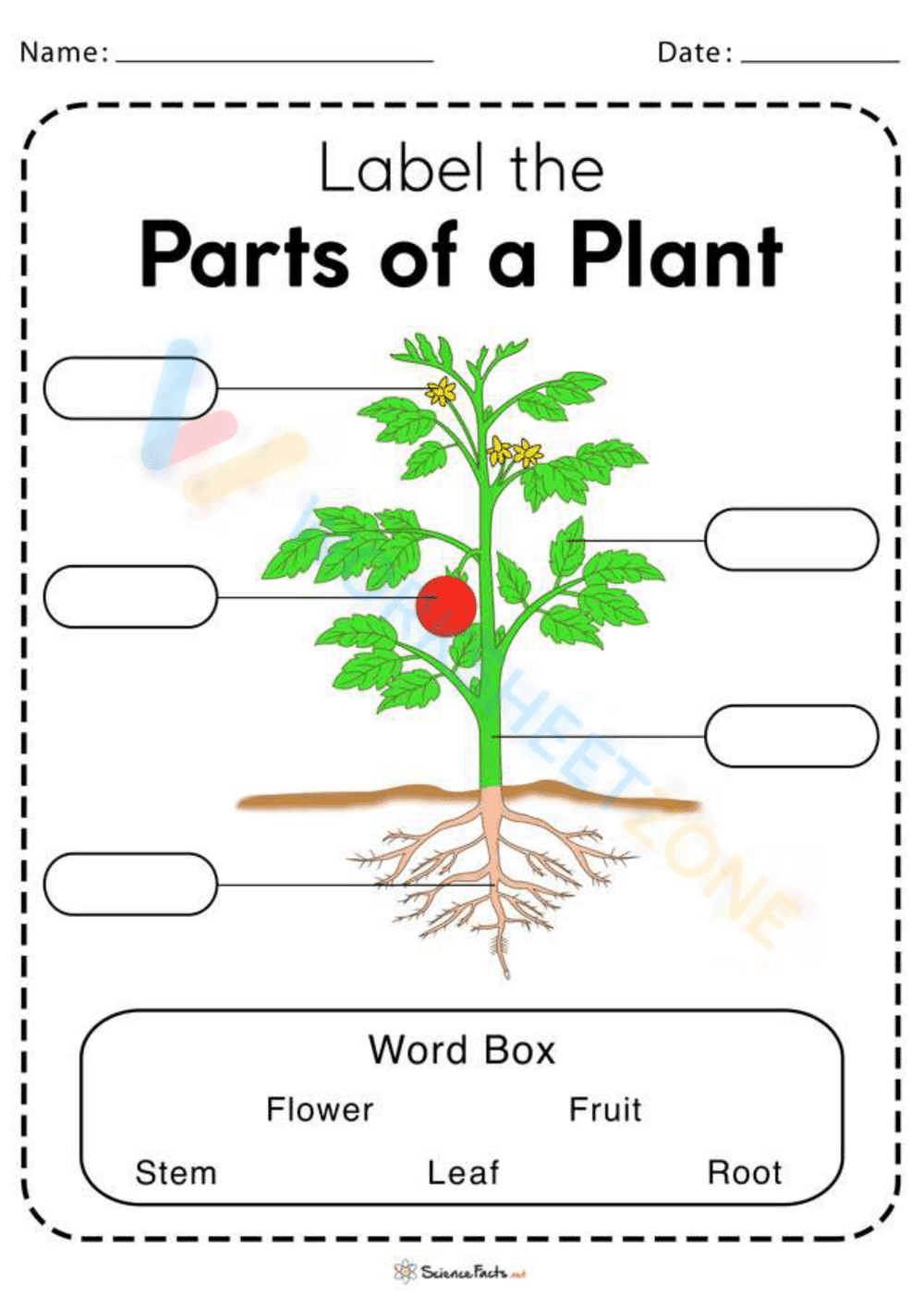 Plant Parts Worksheet Colored Version - Page 1