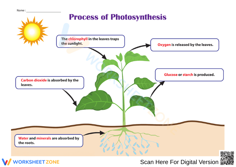 Photosynthesis Diagram Worksheet - Page 1