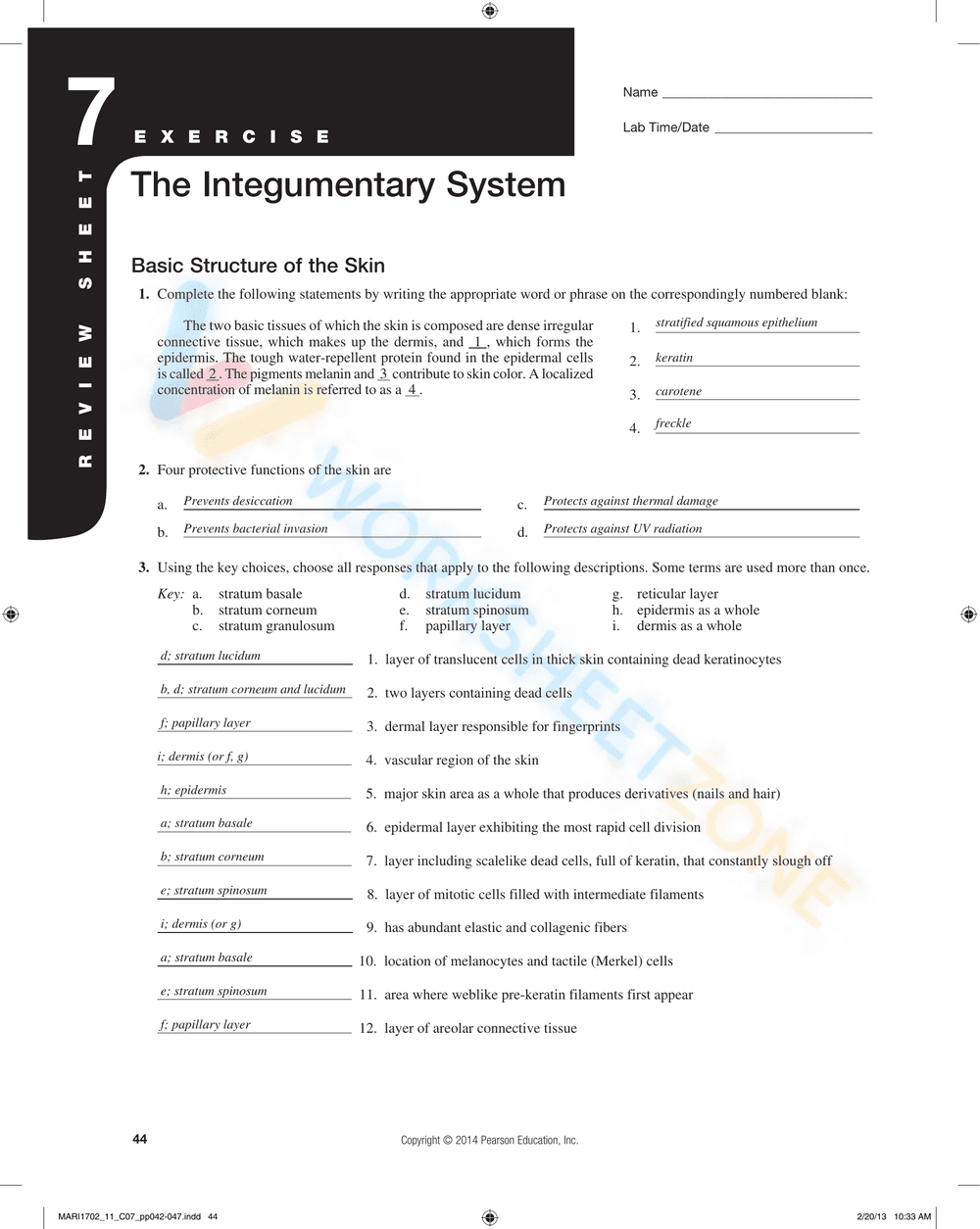 The Integumentary System - Page 3
