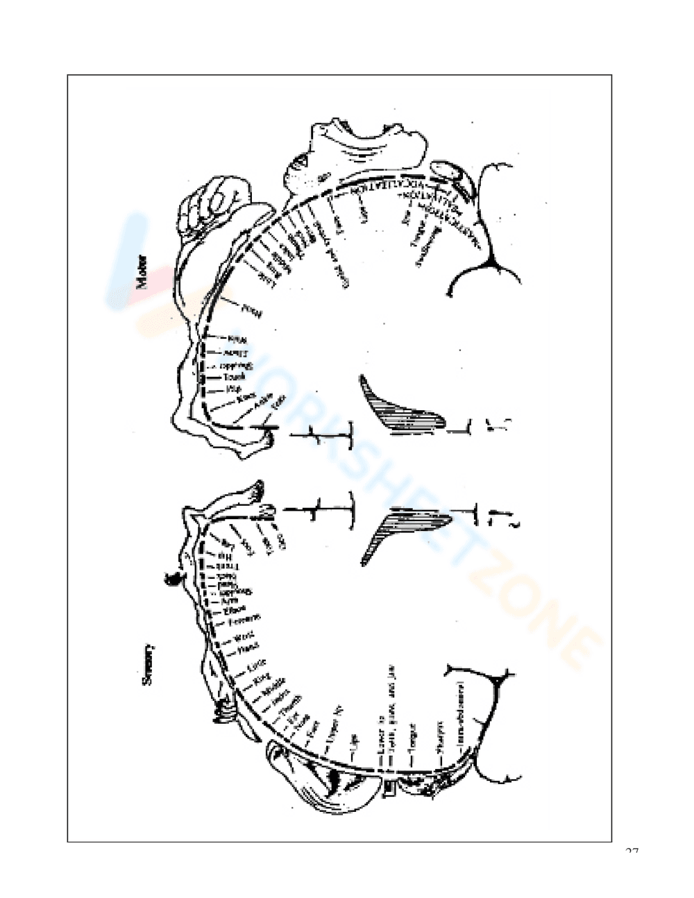 THE NERVOUS SYSTEM BOOKLET - Page 25