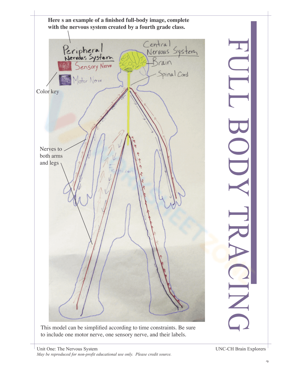 THE NERVOUS SYSTEM BOOKLET - Page 5