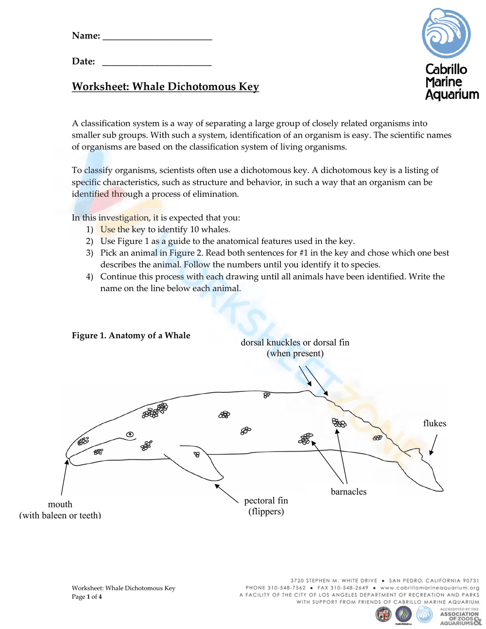 Whale Dichotomous Key - Page 1