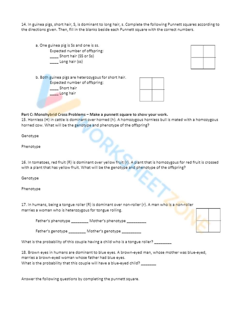 punnett square practice 1 - Page 2