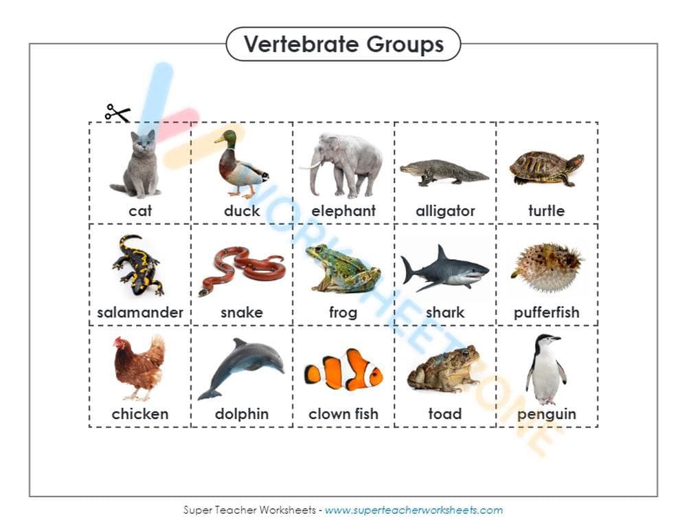 animal classification 1 - Page 2