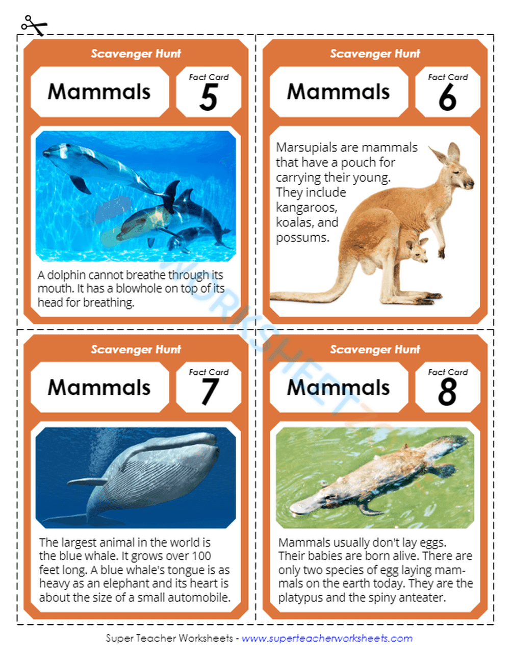 animal classification 2 - Page 5