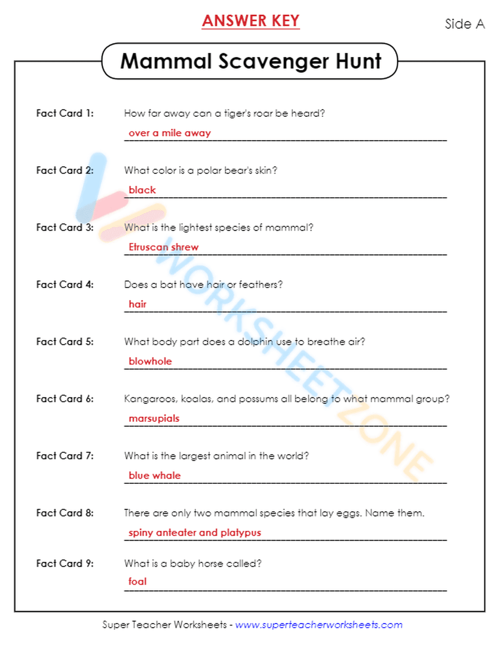 animal classification 2 - Page 9
