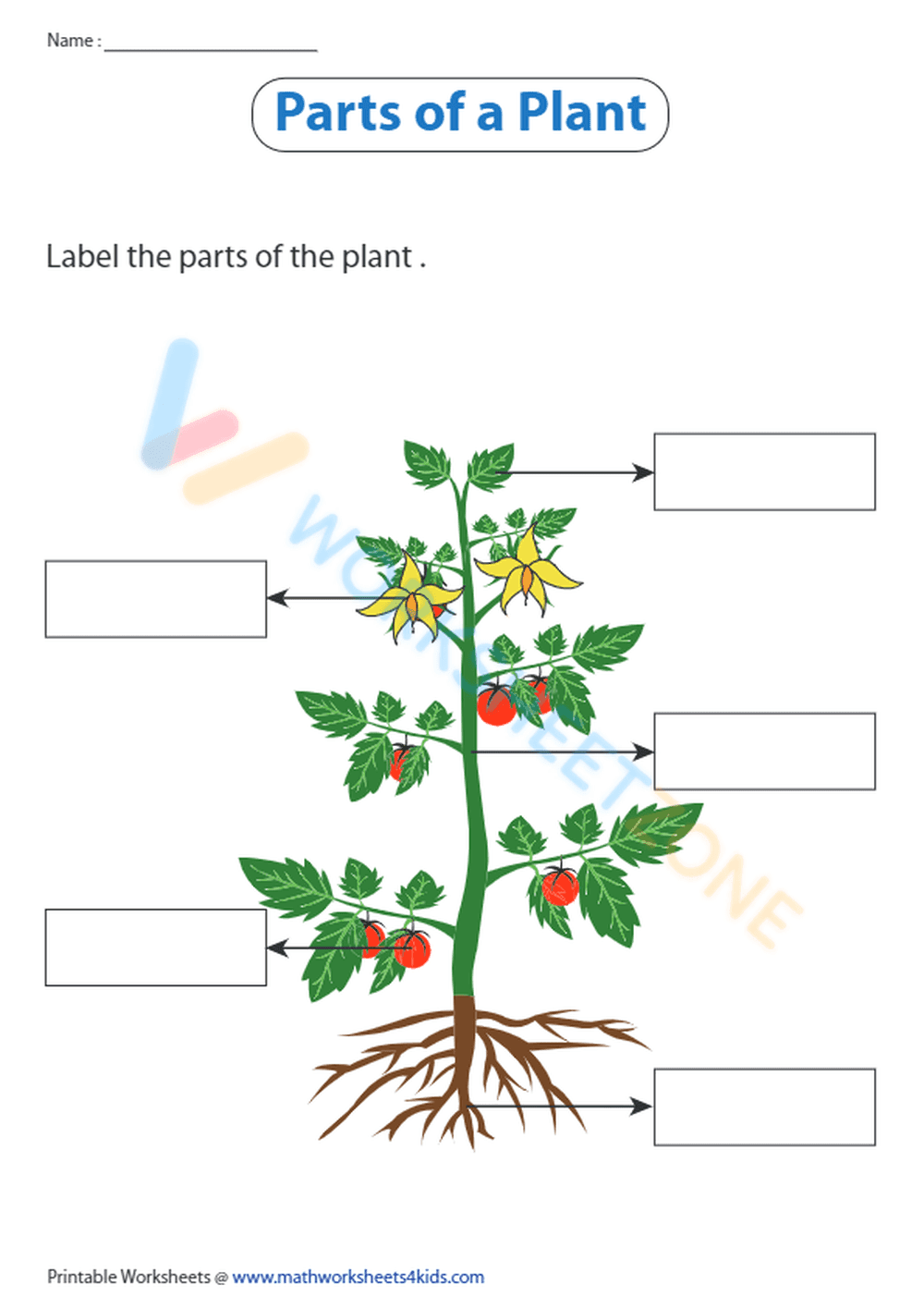 parts of a plant 2 - Page 1