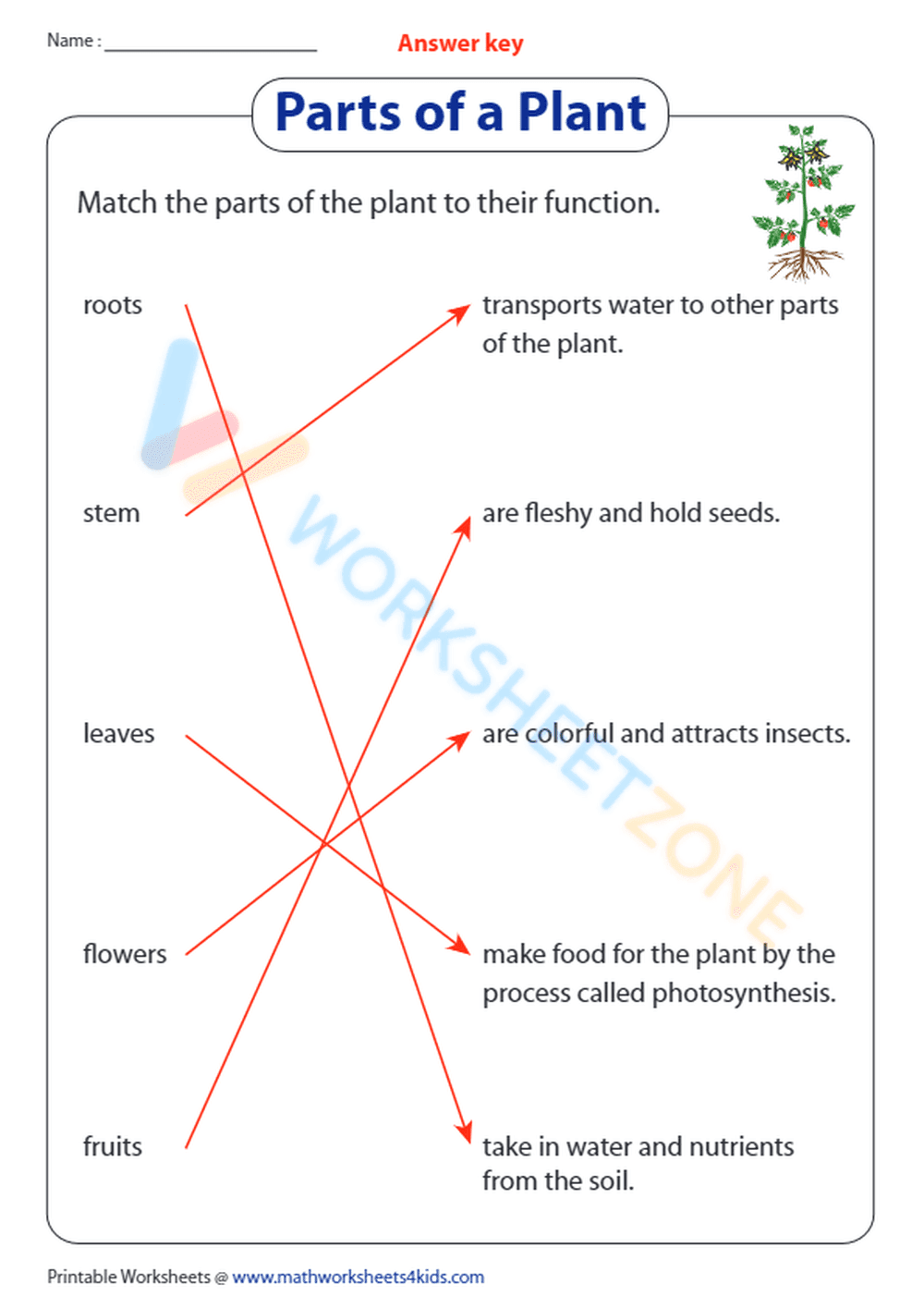 parts of a plant 4 - Page 2