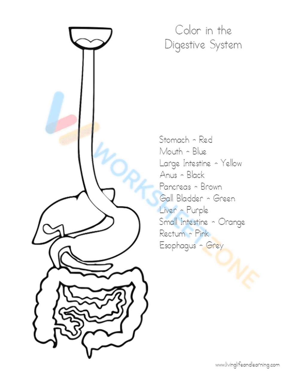 digestive system 3 - Page 2